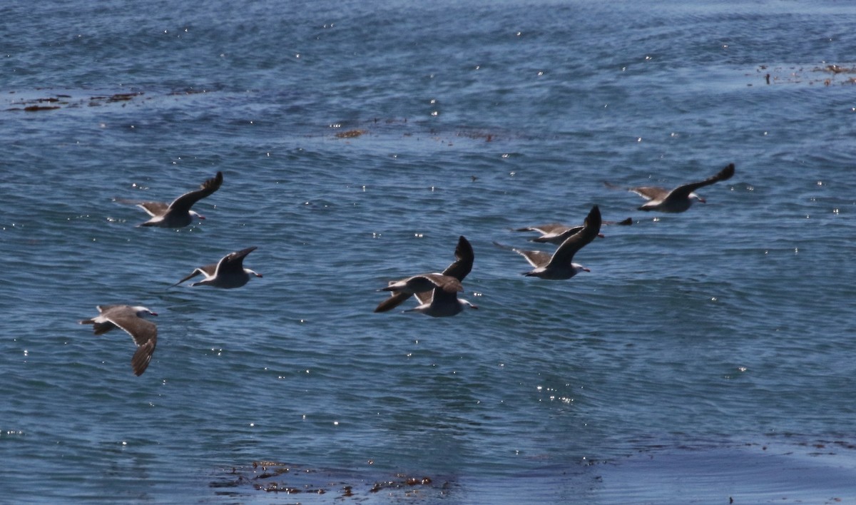 Heermann's Gull - Peter Svensson