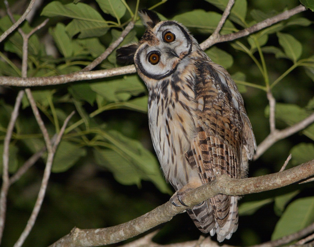 Striped Owl - ML107754301