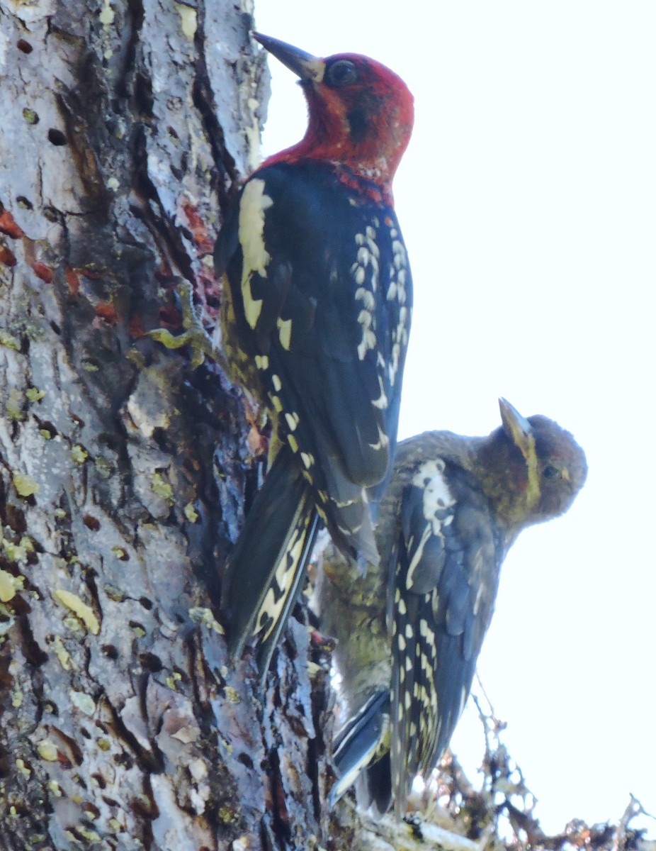 Red-breasted Sapsucker - ML107754361