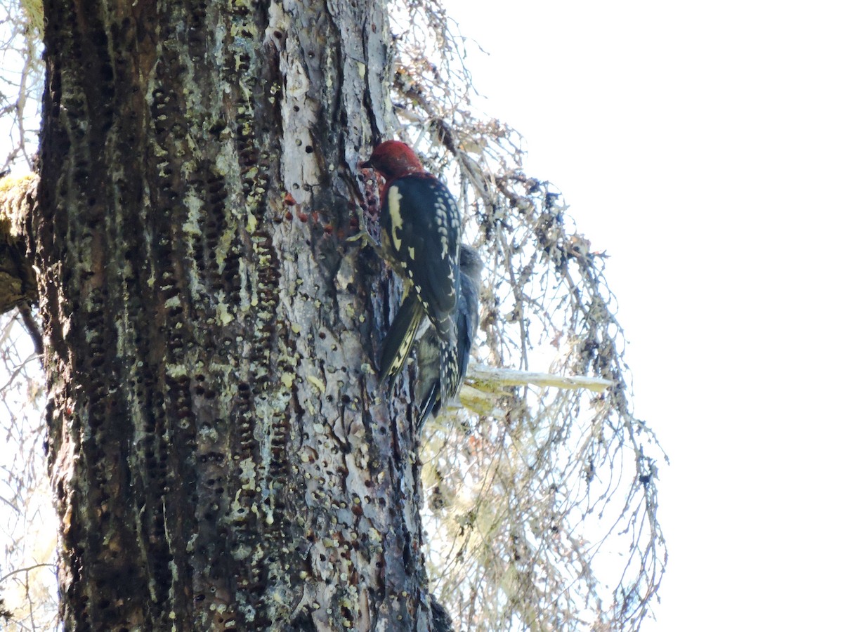 Red-breasted Sapsucker - ML107754371