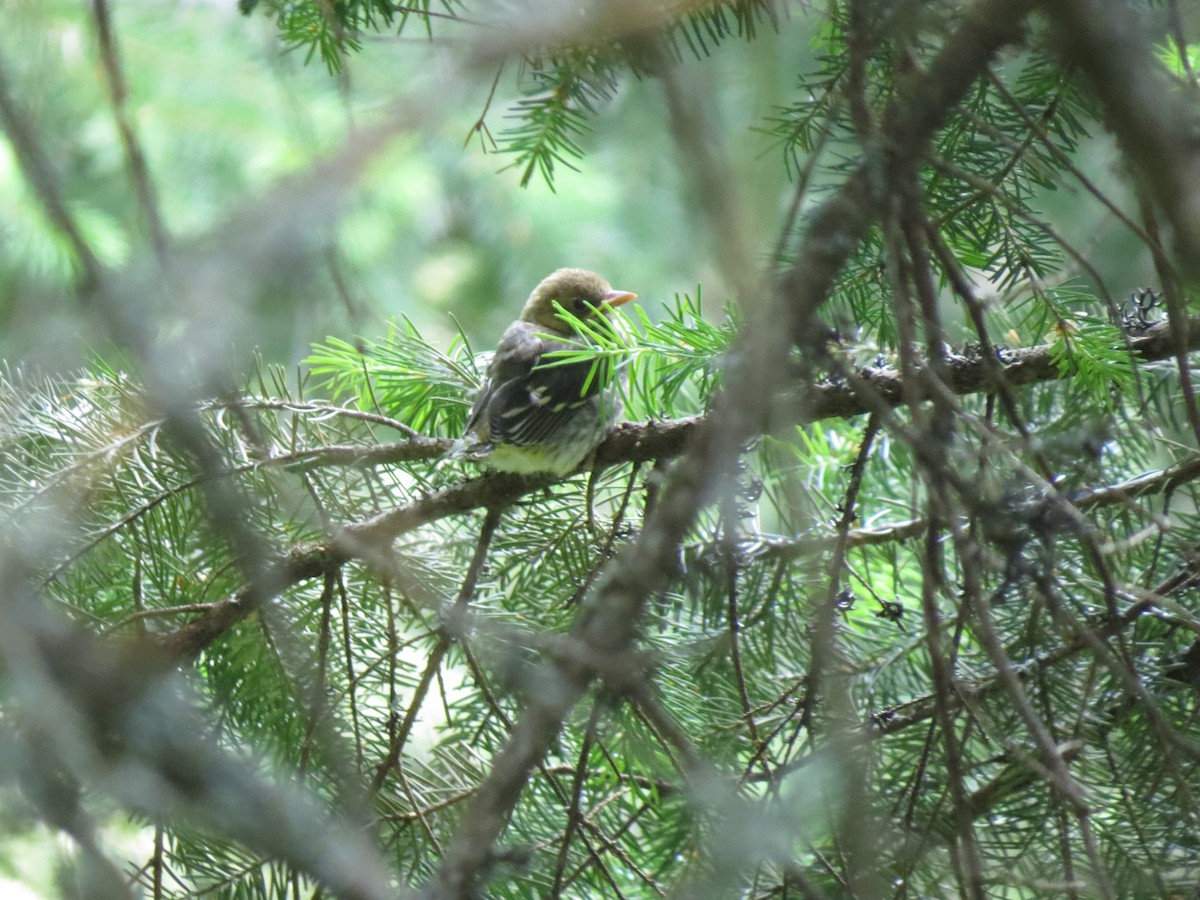 Western Tanager - ML107754901