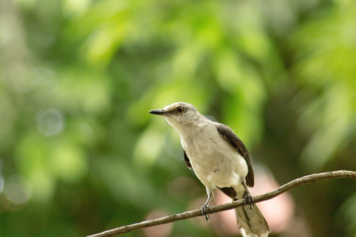 Tropical Mockingbird - ML107755021