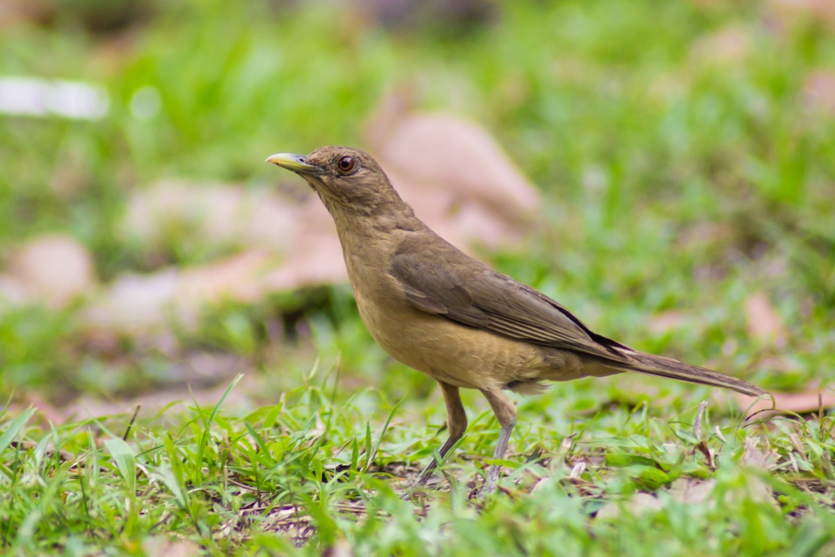 Clay-colored Thrush - Francis Canto Jr