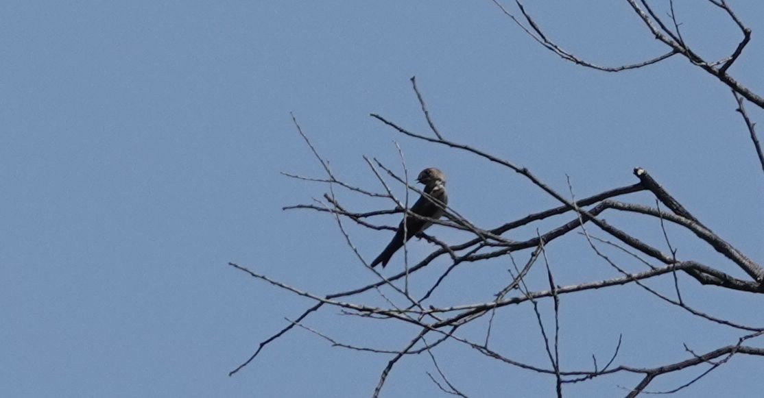 Northern Rough-winged Swallow - ML107756131