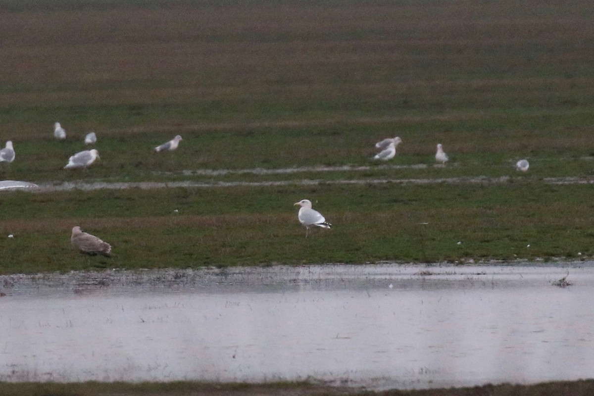 Gaviota Argéntea - ML107757101