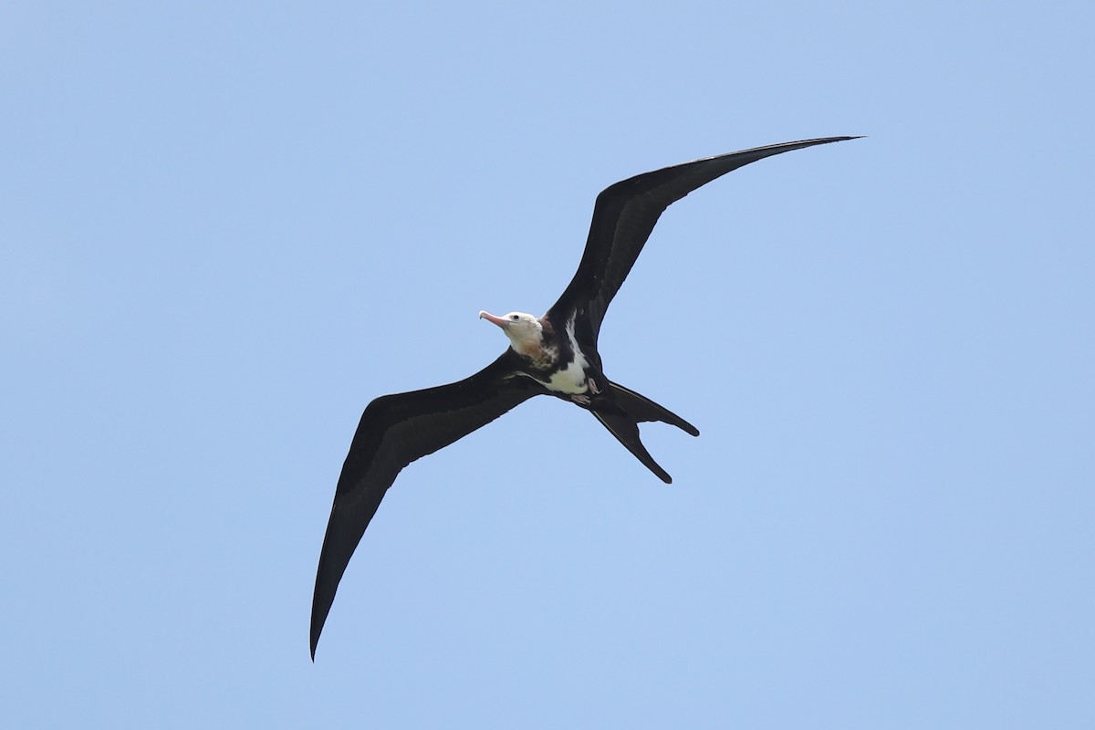 Lesser Frigatebird - ML107759381