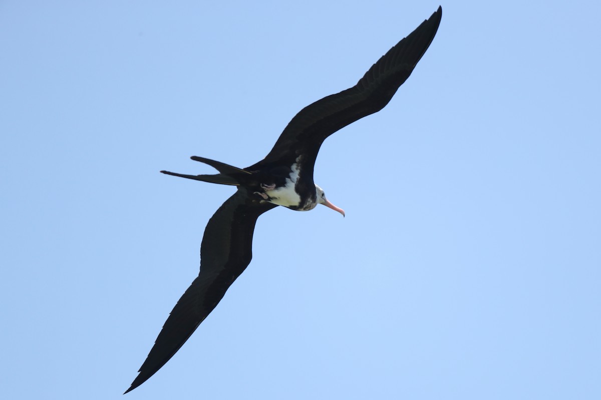 Lesser Frigatebird - ML107759451