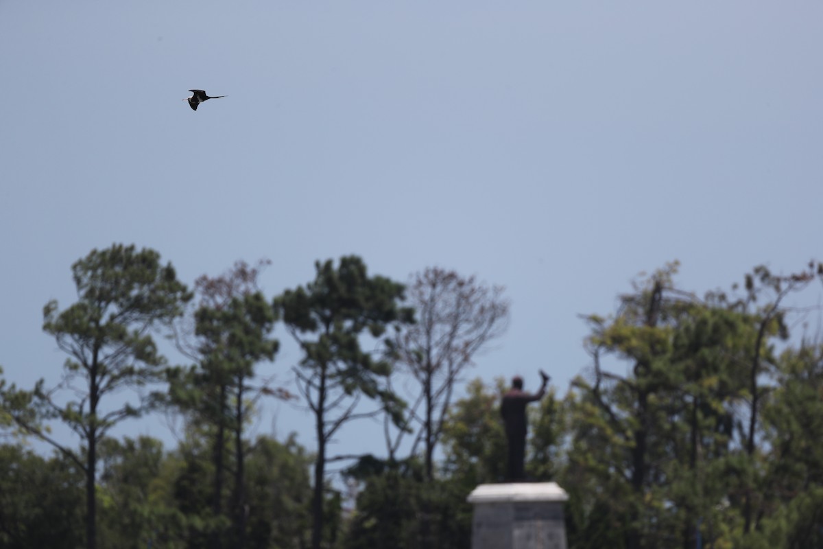 Lesser Frigatebird - ML107759461