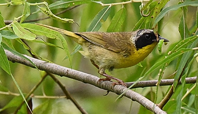 Common Yellowthroat - Ann Stinely