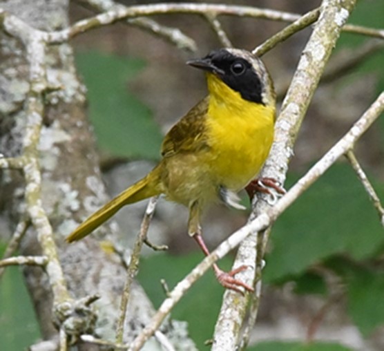 Common Yellowthroat - ML107759671