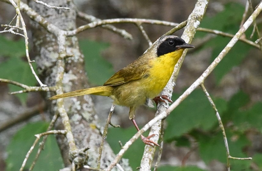 Common Yellowthroat - Ann Stinely