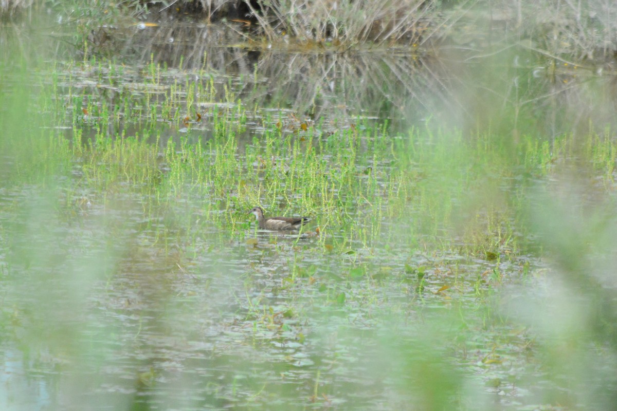 Eurasian Moorhen - ML107760011