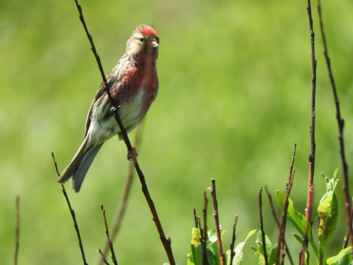 Common Redpoll - ML107762871