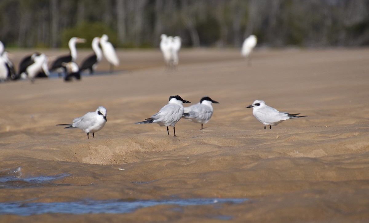 Australian Tern - Gillie Matthew