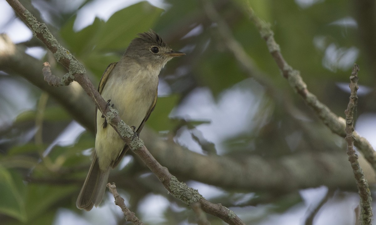 Willow Flycatcher - ML107763651