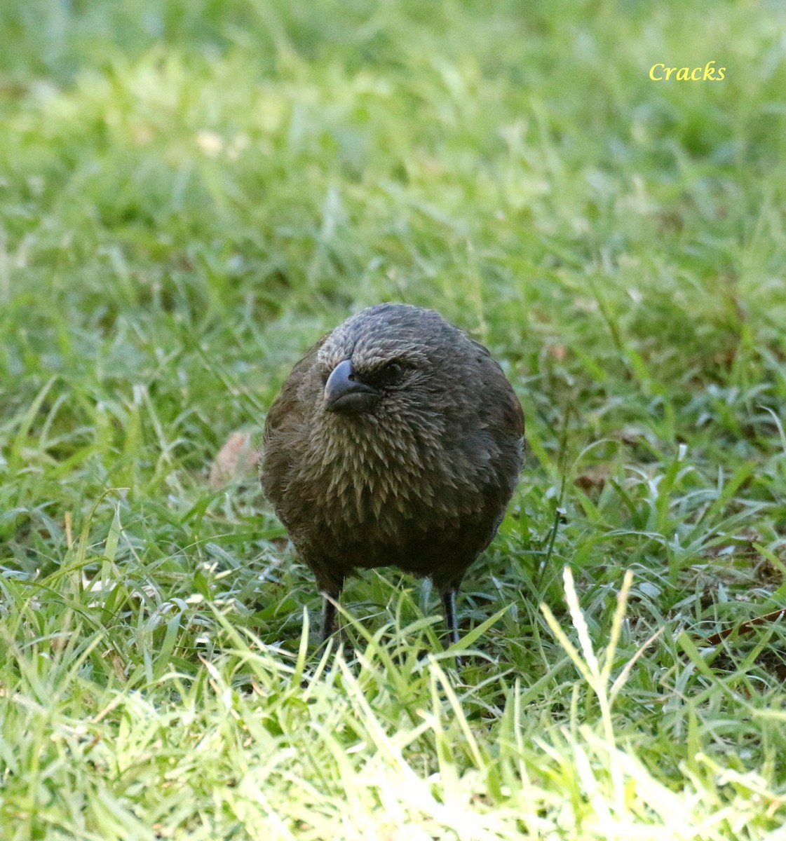 Apostlebird - ML107763981