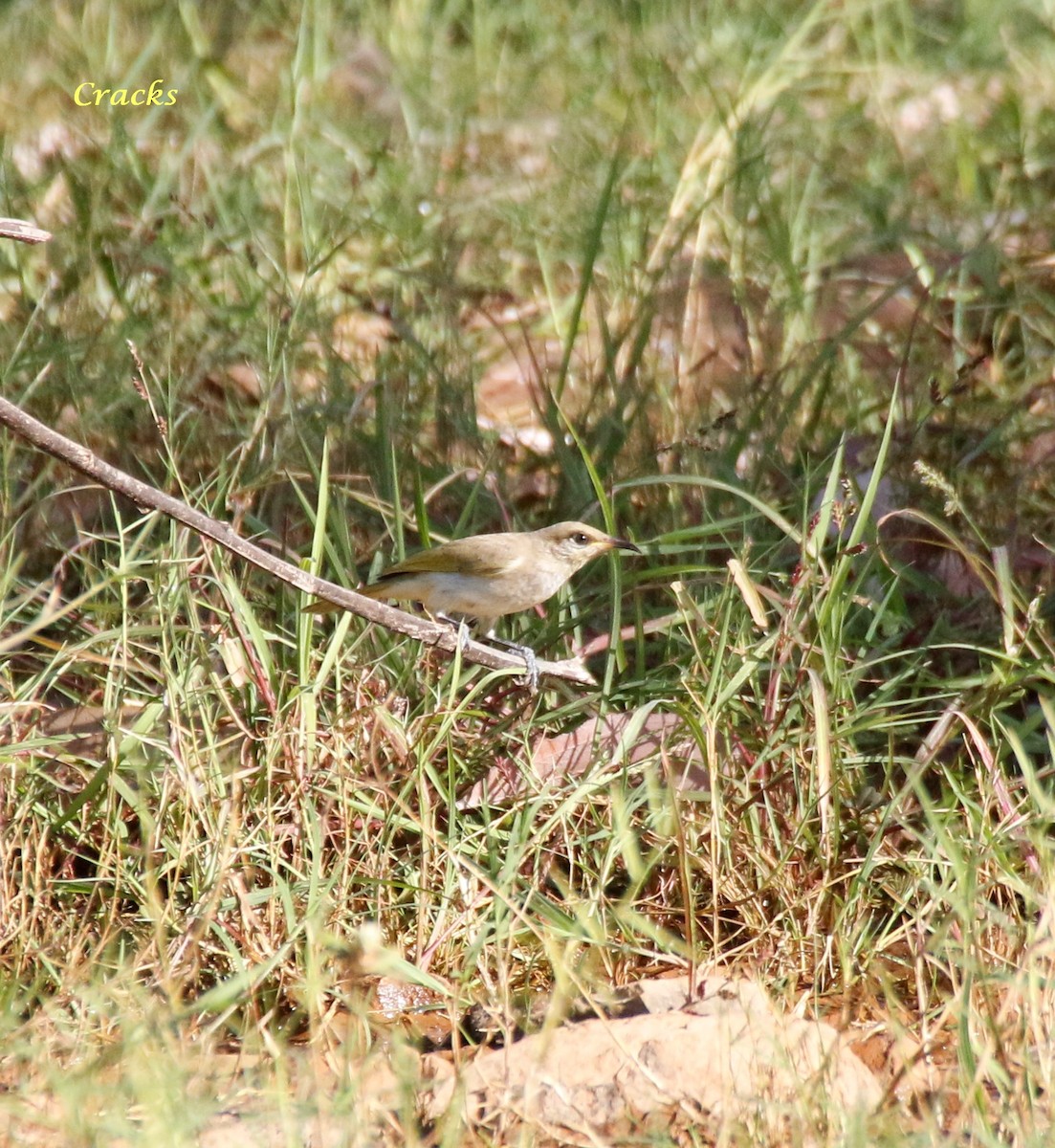 Brown Honeyeater - ML107764501