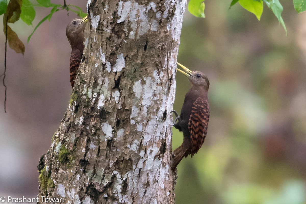 Bay Woodpecker - ML107764671