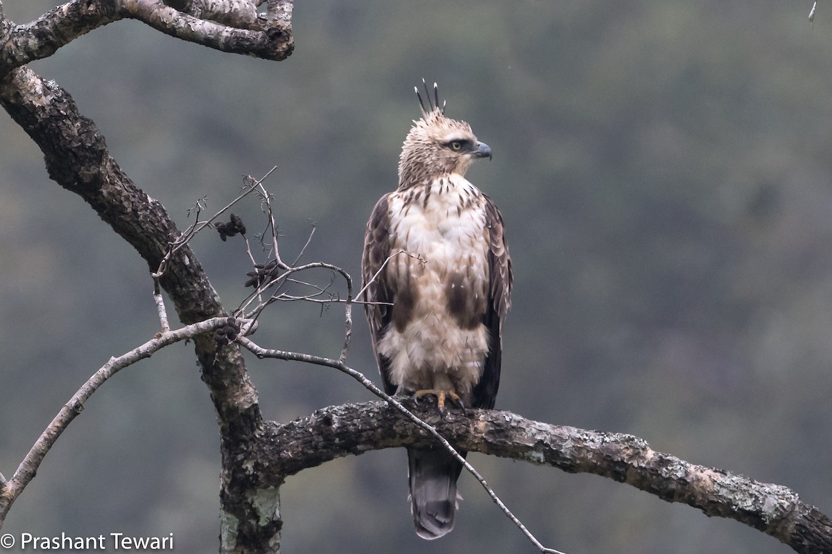 Mountain Hawk-Eagle - Prashant Tewari