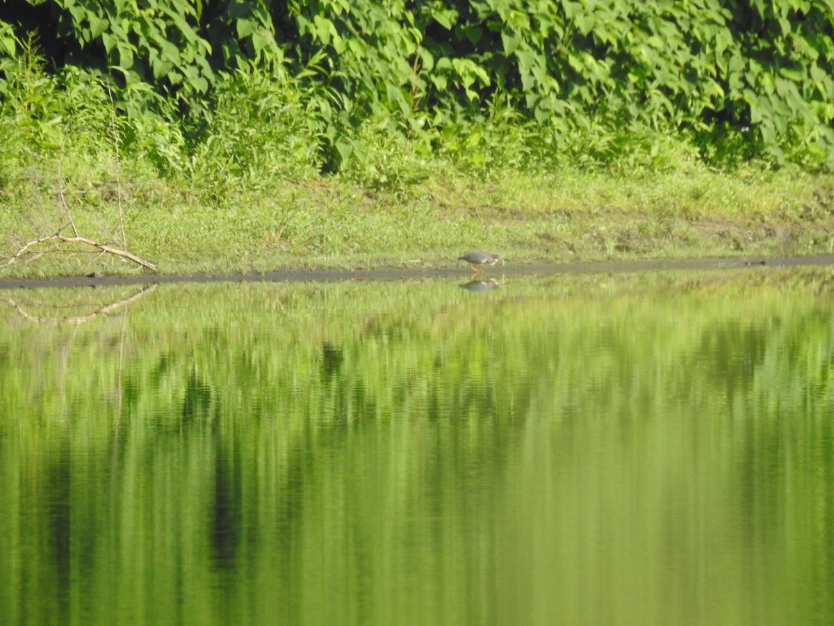 Green Heron - elwood bracey