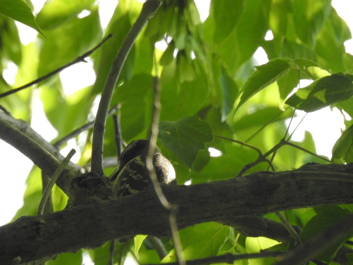 Hairy Woodpecker - ML107765371