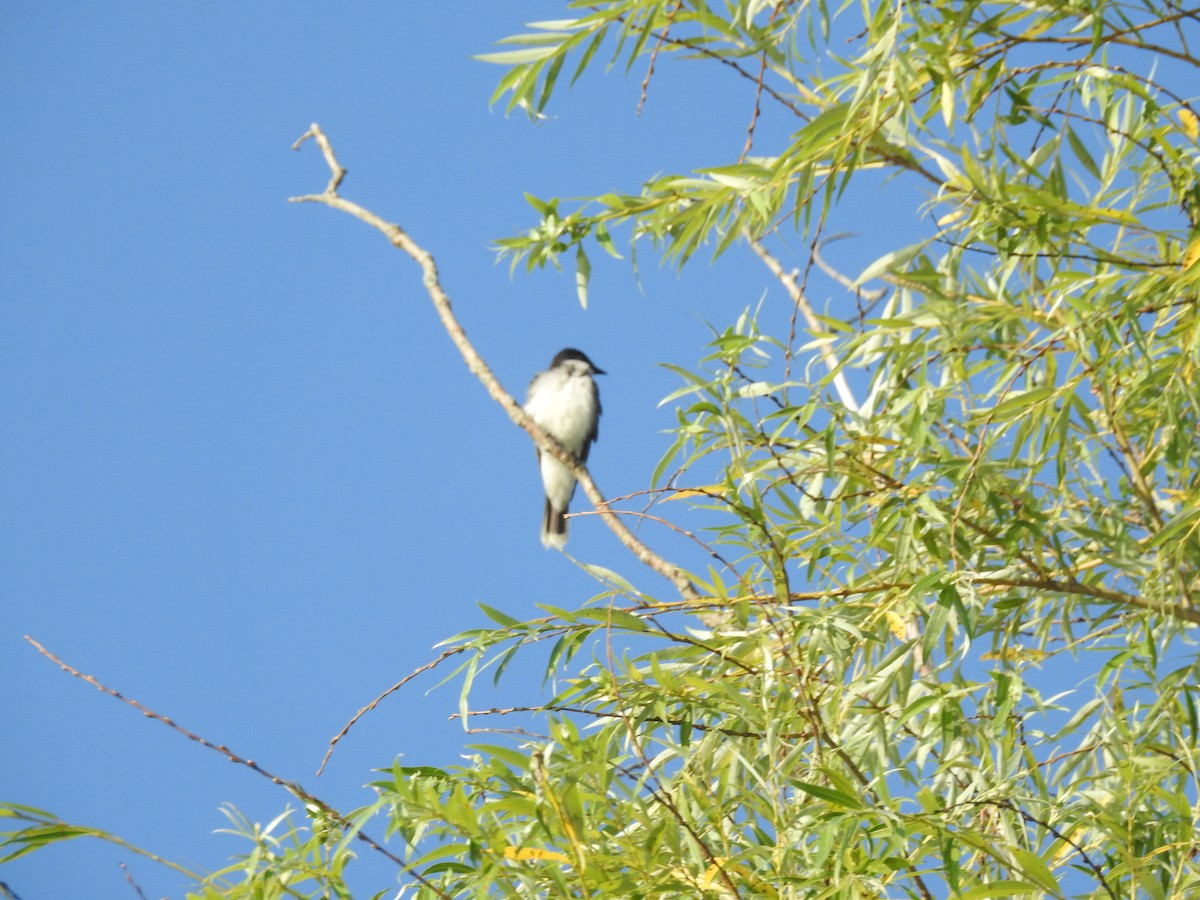 Eastern Kingbird - ML107765401