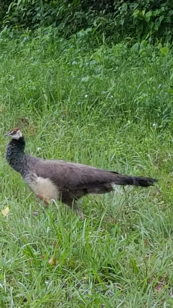 Indian Peafowl - ML107767151