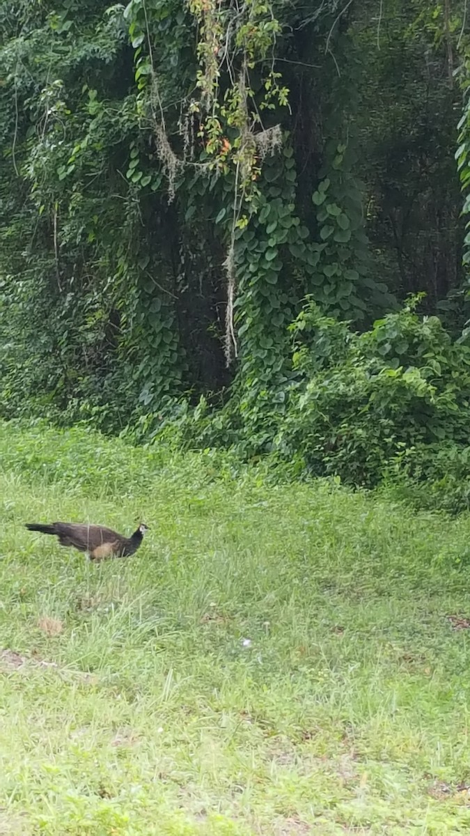 Indian Peafowl - ML107767171