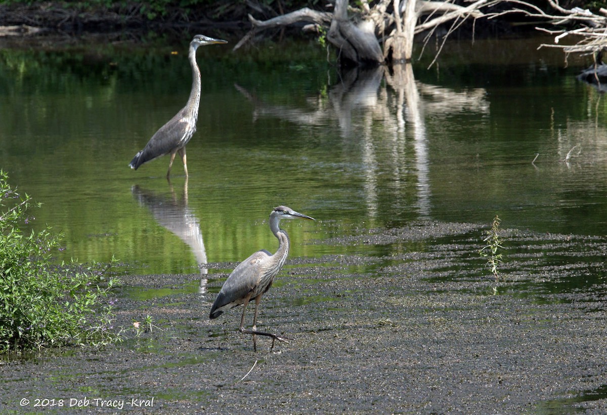 Great Blue Heron - Deborah Kral