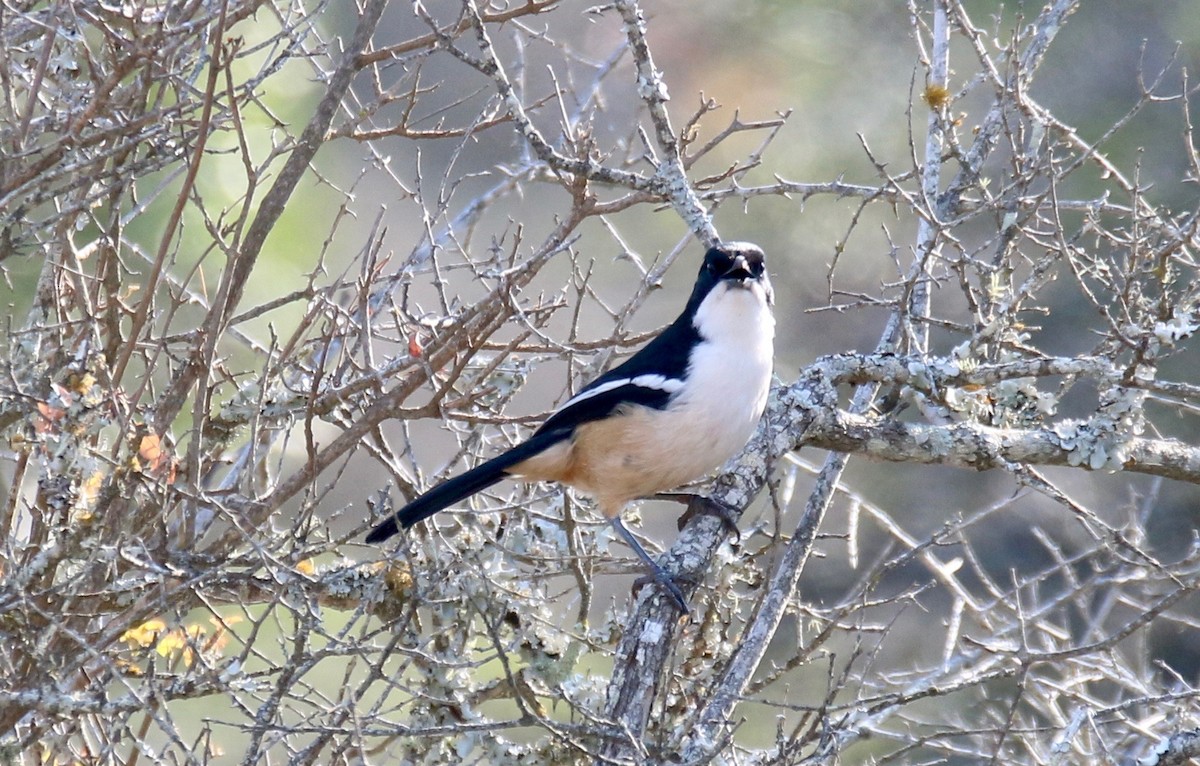 Southern Boubou - ML107769071