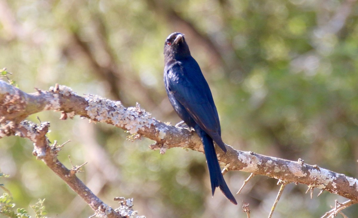 Fork-tailed Drongo - ML107769091