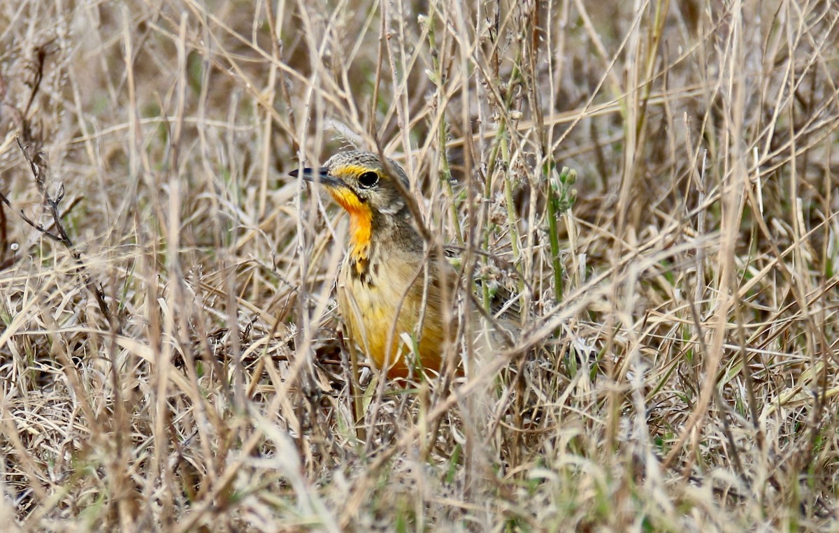 Orange-throated Longclaw - ML107769131