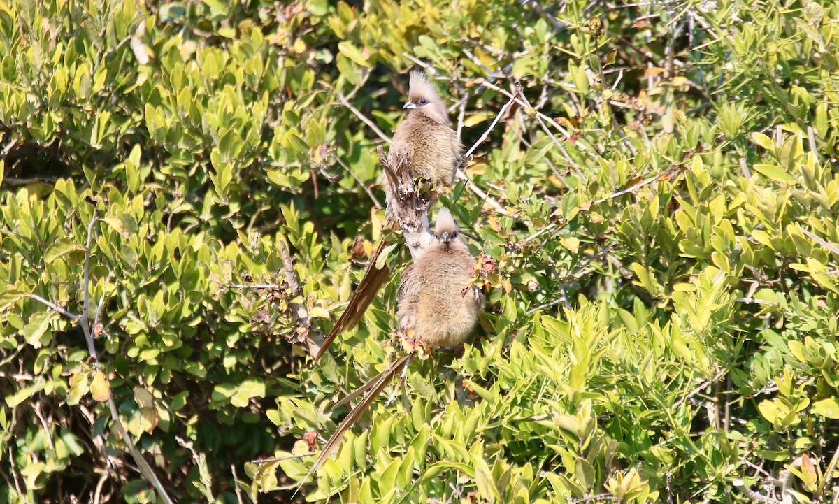 Speckled Mousebird - ML107769171