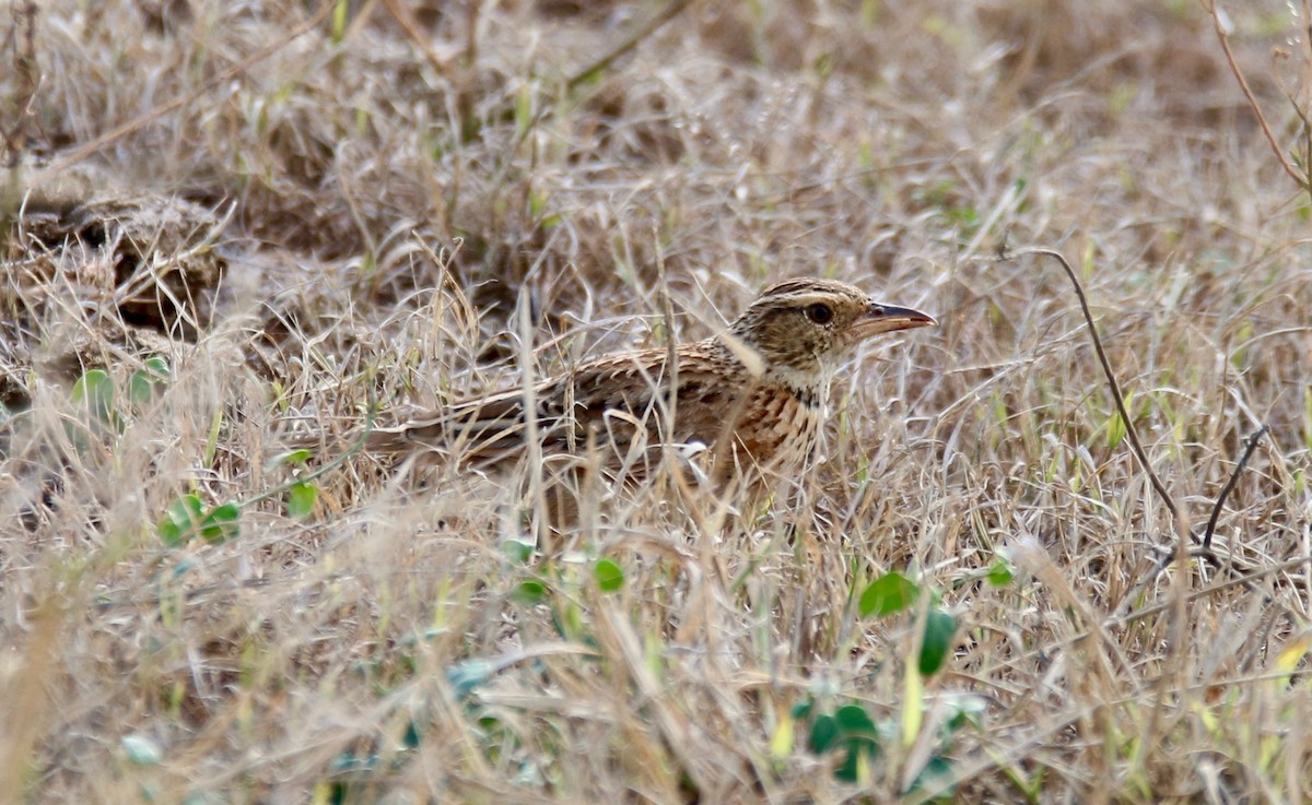 Rufous-naped Lark - ML107769451