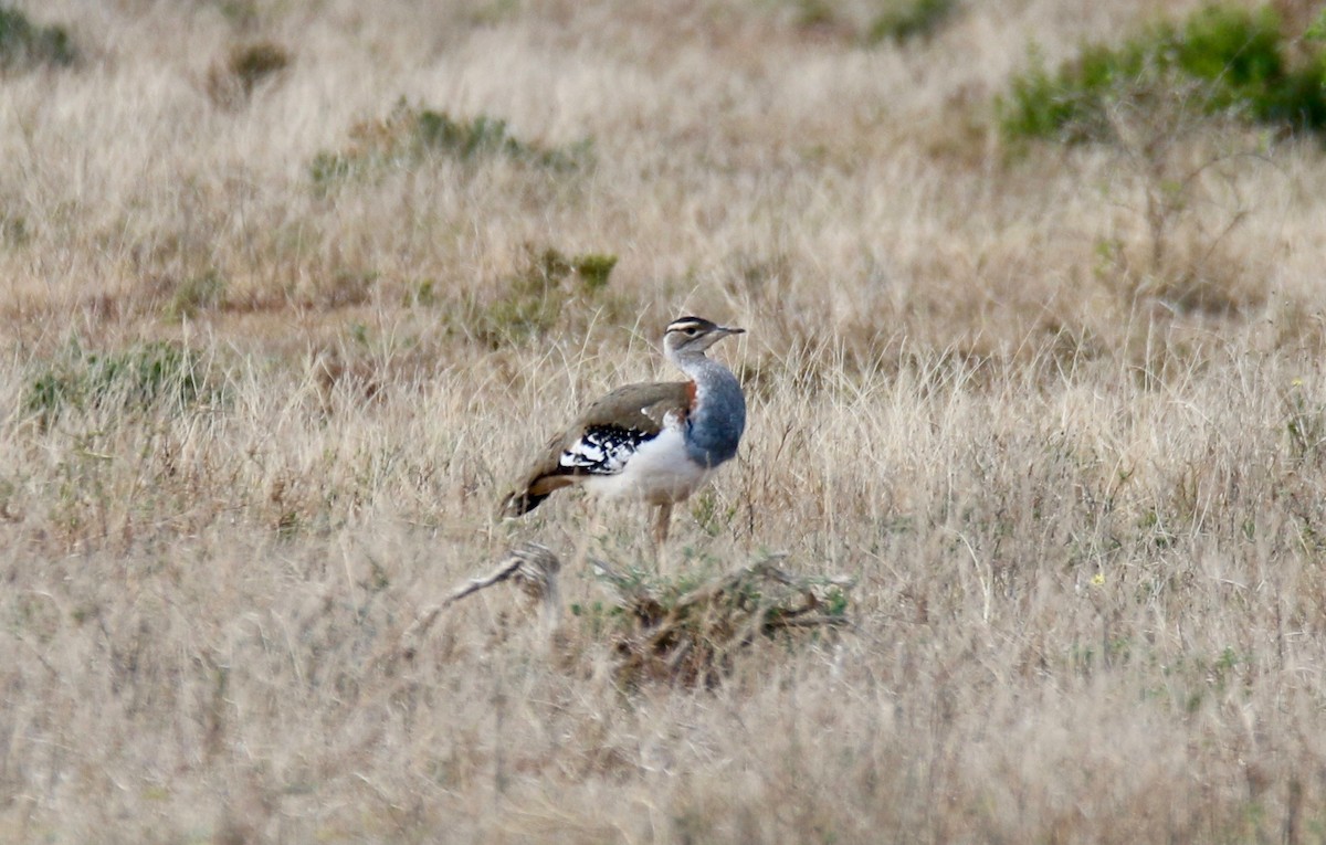 Denham's Bustard - ML107769691