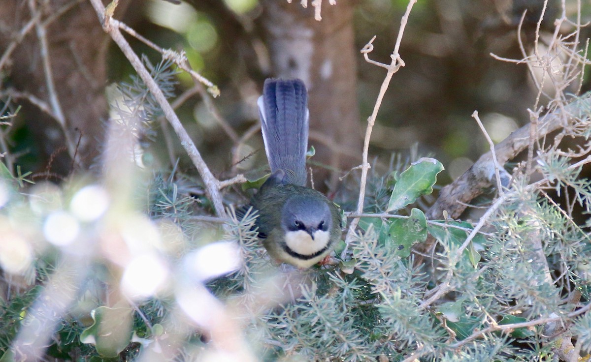 Bar-throated Apalis - ML107769741