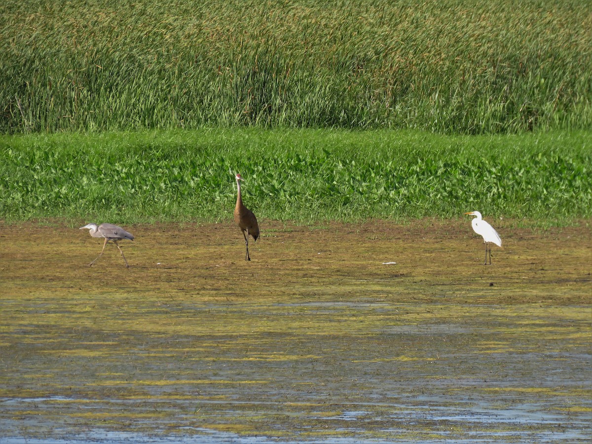 Great Blue Heron - ML107771361