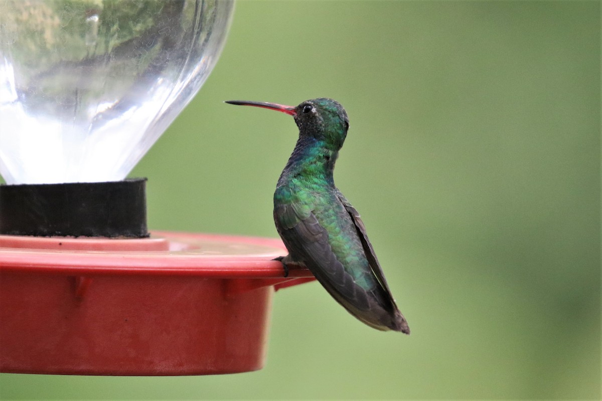 Colibrí Piquiancho Común - ML107771841