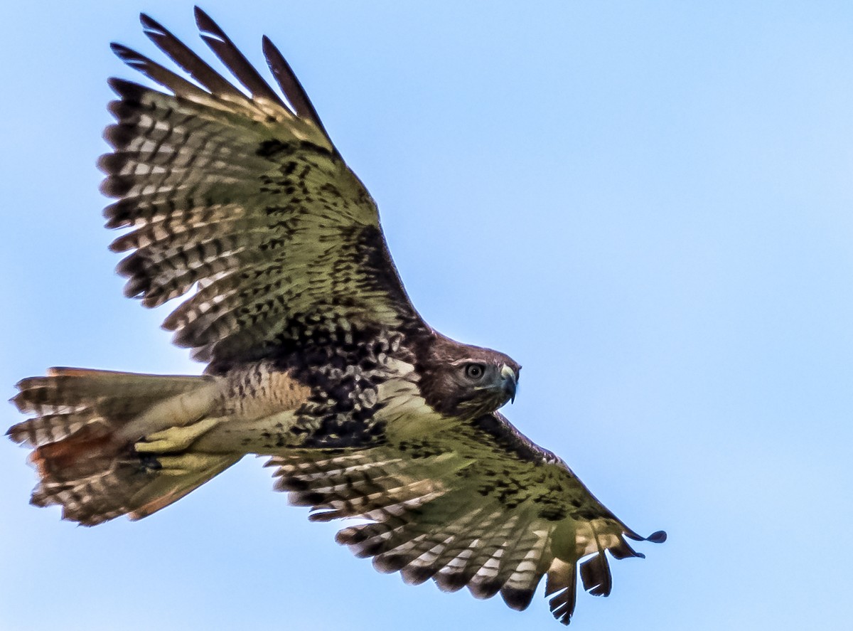 Red-tailed Hawk - Michael McGovern