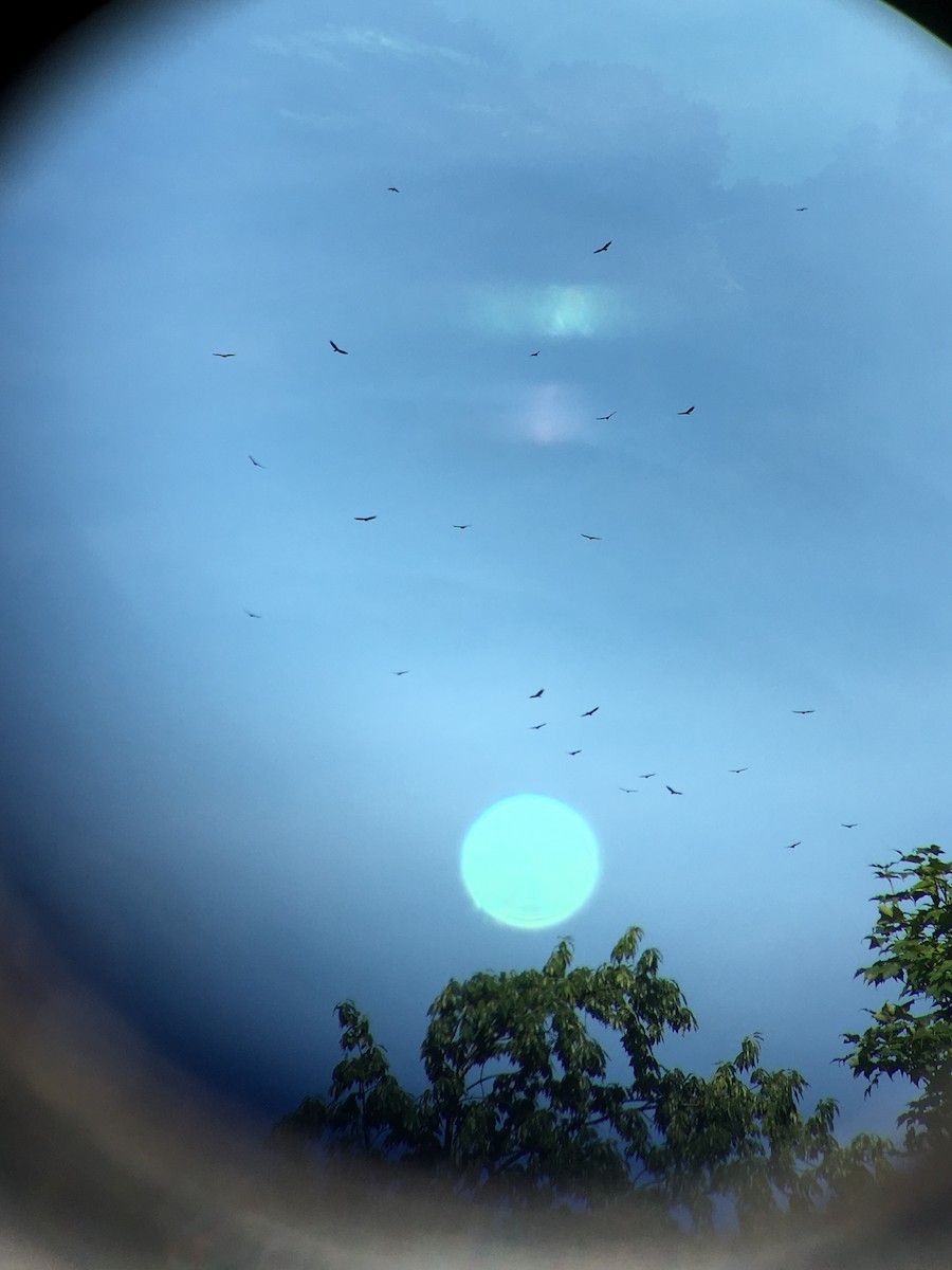 Turkey Vulture - ML107773201