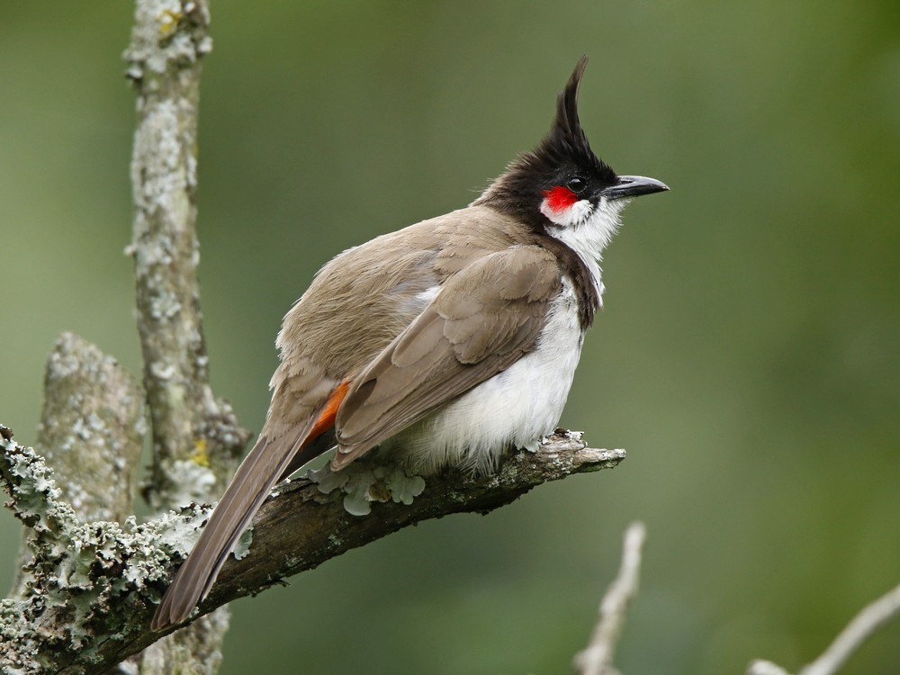 Red-whiskered Bulbul - Subhadra Devi