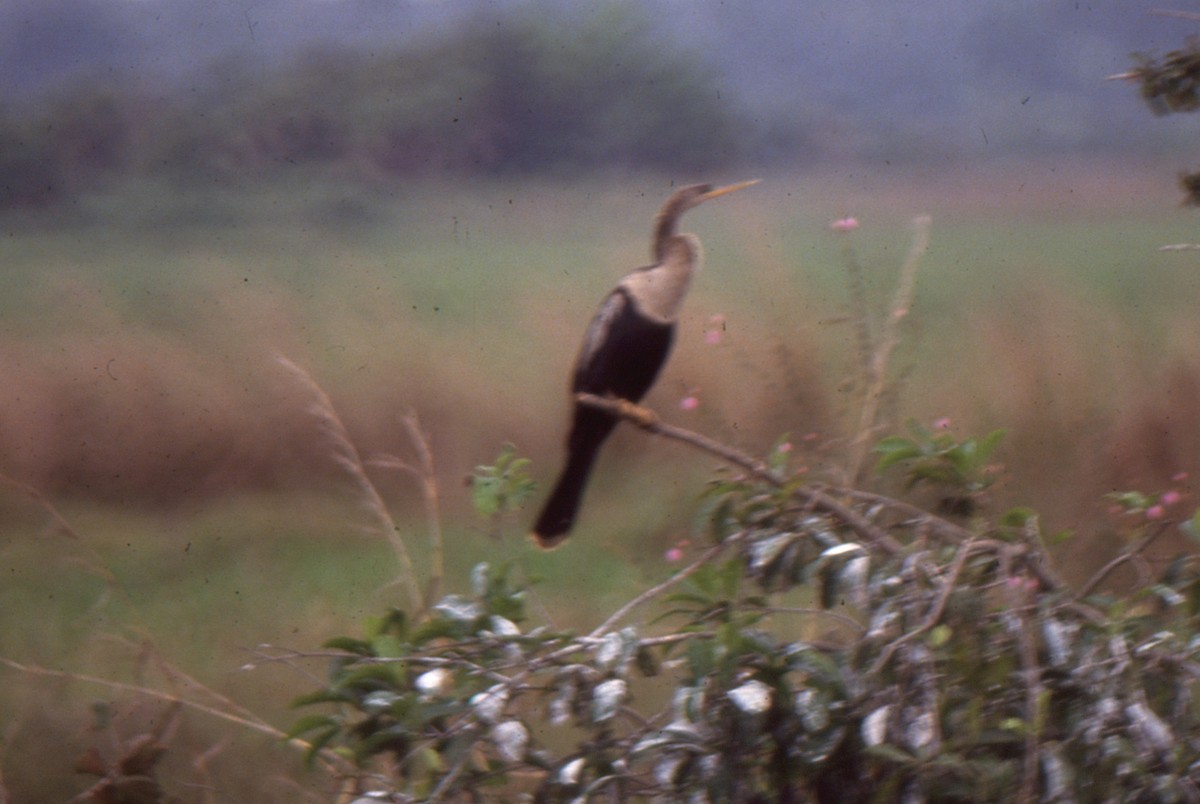 Anhinga d'Amérique - ML107773641