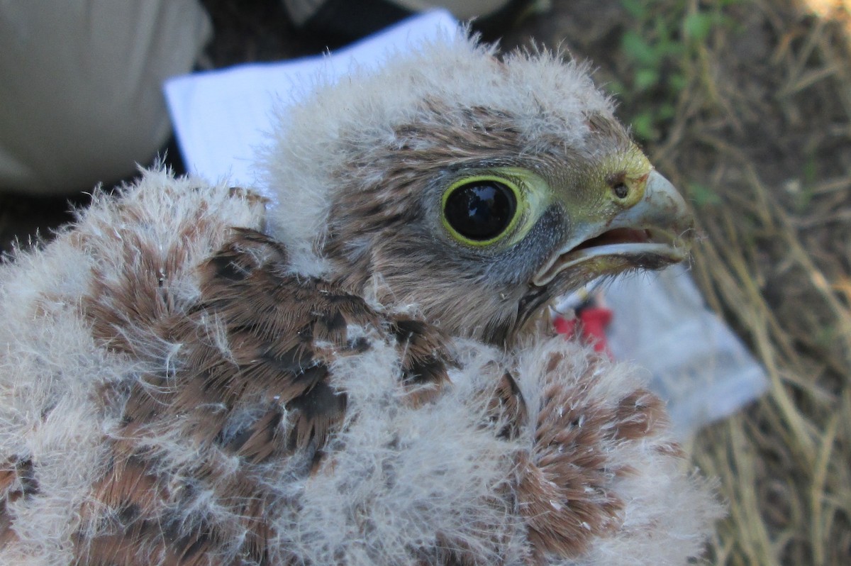 Eurasian Kestrel - ML107773671