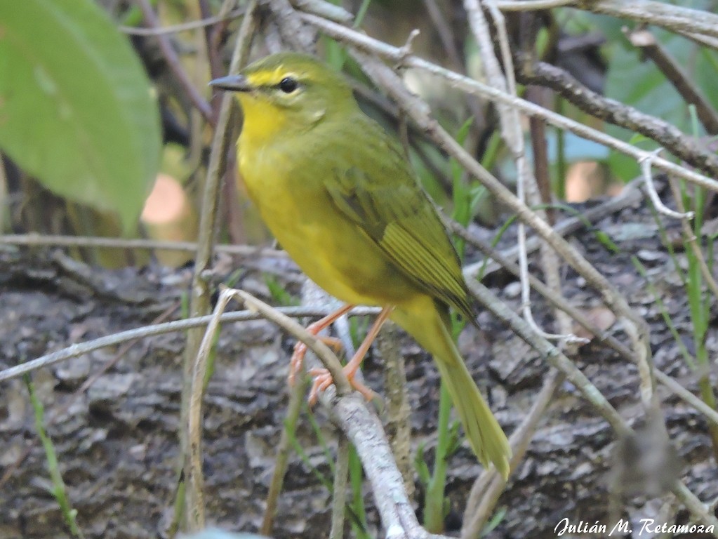 Flavescent Warbler - Julián Retamoza