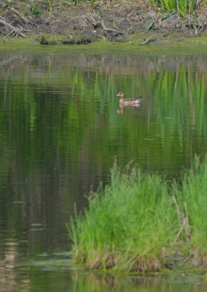 Eurasian Wigeon - ML107776551