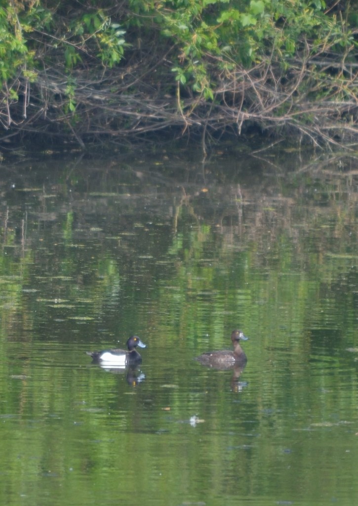 鳳頭潛鴨 - ML107776661