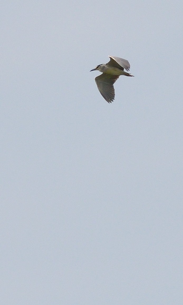 Black-crowned Night Heron - ML107777251