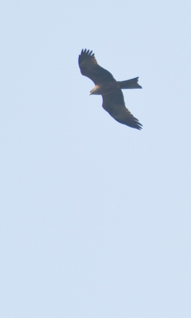 Black Kite - ML107777431