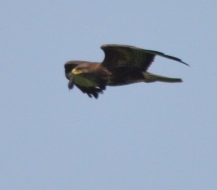 Common Buzzard - ML107777541