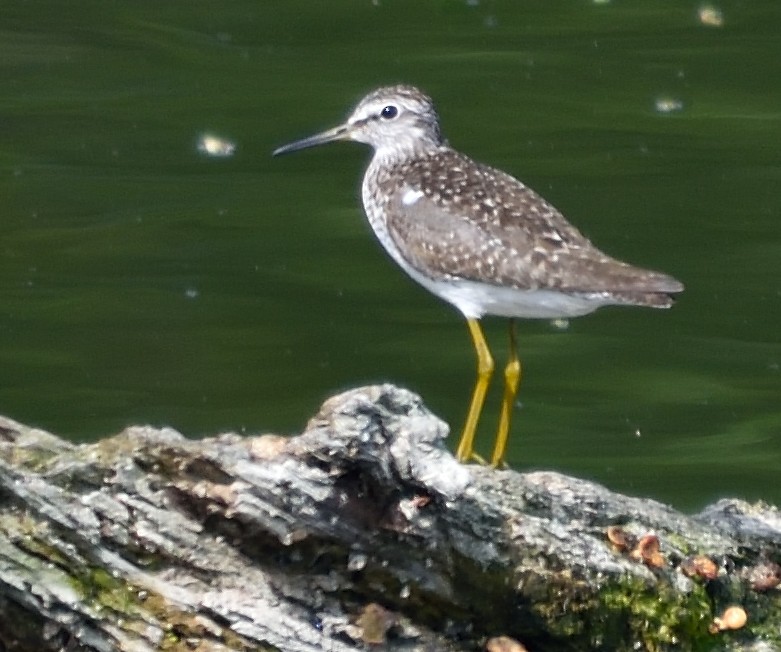 Wood Sandpiper - ML107777891